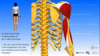 Muscle triceps brachial [upl. by Domel]