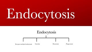 Endocytosis receptor mediated endocytosis  caveolae  pinocytosis  phagocytosis [upl. by Julianne778]