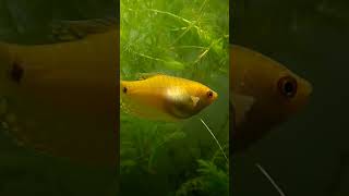 Dogtooth Cichlid amp Gourami Fish  cichlid katabonfish fishaquarium aquarium shorts viralvideo [upl. by Cheslie618]