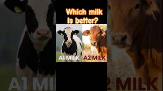 A1 vs A2 milk  Whats the difference facts ytshort [upl. by Seftton]