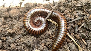 Find “millipede” [upl. by Noyrb]