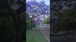 jacarandas season just started [upl. by Ball]