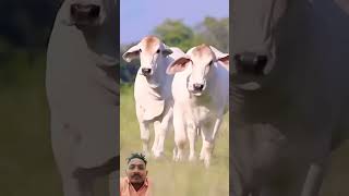 Jay gaumata ❤️ gausevasangh cow animals farming gaushala trending [upl. by Akemak]