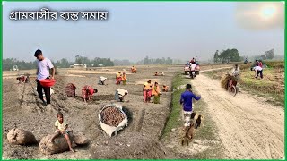 শীতকালে আলু ও সরিষা চাষে গ্রামের নারীপুরুষ সবাই ব্যস্ত  Village Vlog  Village Lifestyle43 [upl. by Aetnahs]