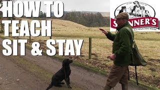 Gundog training tips  Sit and stay [upl. by Niahs581]