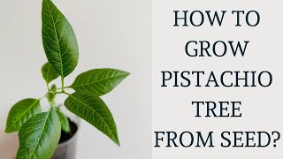 How Can I Grow Pistachio Tree at Home [upl. by Shiekh]