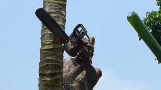 Gonapinuwala Sri Lanka Cutting Coconut Tree Hikkaduwa [upl. by Ynohtnacram]