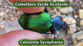 Coleottero Verde Sicofante  Calosoma Sycophanta   02 Giugno 2016  Animali in Sardegna [upl. by Euqimod212]