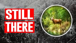 Fiordland Moose Documentary 2024 [upl. by Ciccia783]