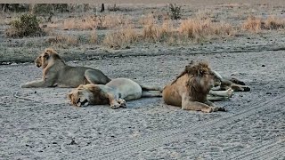 4 Young Monwana Male Lions on Timbavati  8 October 2024 [upl. by Elatsyrk]