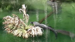 Manatees and Alligators Floridas Odd Couple [upl. by Anilys102]