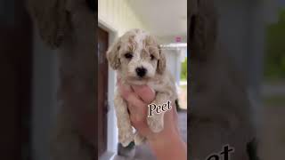 Cavapoochon Puppies cavapoopuppy cavapoochon cavapoolove babiesandpuppies puppy [upl. by Uokes481]