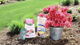 How to Plant Deja Bloom Azaleas [upl. by Adiari107]