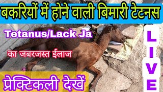 TetanusLack ja in Goat treatment  बकरियों में होने वाली बिमारी टेटनस के कारण लक्षण और उपचार [upl. by Novia]