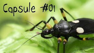 Capsule 01  Questce quun insecte [upl. by Bram]