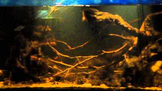 Mamberamo river biotope tank dwarf neon rainbowfish [upl. by Grissom620]