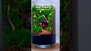 Part1  Making a Terrarium From Small Glass terrarium aquascape aquarium [upl. by Rubbico372]