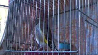 Vidéo chardonneret Carduelis marocain 1 année الحسون jilguero 2012 [upl. by Ilaw]