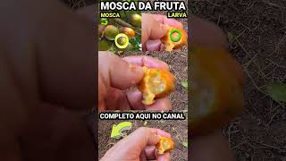 MOSCA DA LARVA DA FRUTA COMO SE LIVRA DELAS [upl. by Ashli]