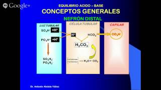 FISIOLOGÍA DEL ESTADO ÁCIDO BASE [upl. by Alian]