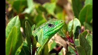 Τρανόσαυρα  lizard  Lacerta trilineata [upl. by Netsreik]