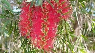 floración del Callistemon I El Sueño Jardín Botánico [upl. by Lobel]