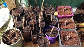 How I propagate raspberry plants  Get More Plants For Free [upl. by Sioux]