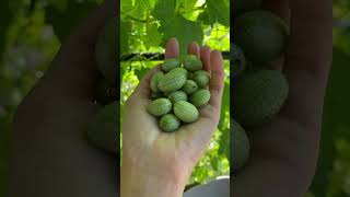 Cucumelon Fruit Harvesting From Farm 🍐 fruit cucamelon shorts short [upl. by Howlond]