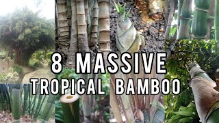 8 Large Tropical Bamboo Plants Closeup [upl. by Lynnea]