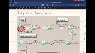 Pharm Biochem  Lipogenesis [upl. by Kato]