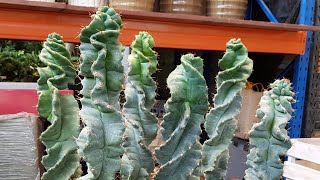 Cereus Forbesii Spiralis  Spiral Cactus [upl. by Terena]