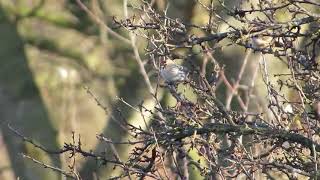 Couess Arctic Redpoll Hazlewood Common Suffolk 281117 [upl. by Imotih]