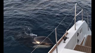 Lagoon 450 attacked by orcas [upl. by Dachia]