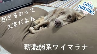 【ルルちゃん日記46】朝激弱系ワイマラナーは朝のお散歩に行くまでかなりの時間がかかります笑 [upl. by Llyrrad]