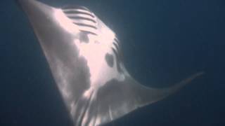 Huge Manta Ray Crash A Human In isla MujeresAmazing [upl. by Zink]