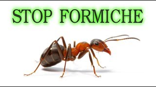 Stop alle formiche per sempre in modo naturale e a costo zero  o quasi ants fourmis hormigas [upl. by Bekelja]