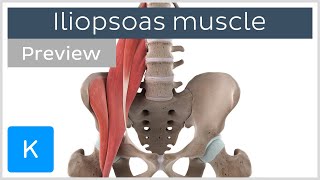 Functions of the iliopsoas muscle preview  3D Human Anatomy  Kenhub [upl. by Anilorak]