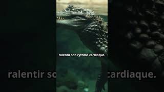 🐊 Le crocodile les secrets dun prédateur historique 🐊 animaux crocodile [upl. by Noramac504]