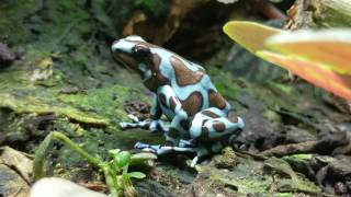 A walk through of my dart frog room and vivariums Focusing on Galacts Auratus Tincs Atelopus [upl. by Naitsyrk]