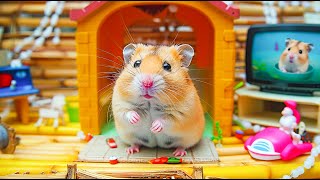 🐹Hamster Escape Maze Hamster Cute Pets Maze Best Challenge 😱 Hamster Maze [upl. by Dranek]