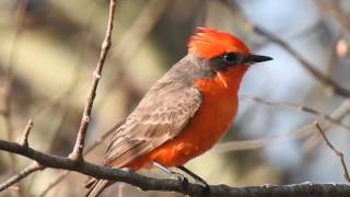 Vermilion Flycatcher male response to song playback [upl. by Dall101]