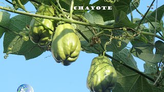 Cómo y cuándo recoger fruto Chayote [upl. by Lanctot]