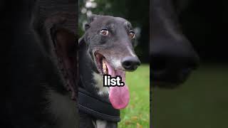 Easiest Dog Breeds To Own [upl. by Ralat102]