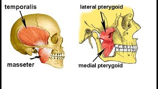 Two Minutes of Anatomy Muscle of Mastication Chewing [upl. by Sucerdor903]