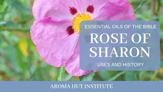 Rose of Sharon Essential Oil Properties and Uses  Cistus Labdanum Essential Oil  Ladanifer [upl. by Bertsche]