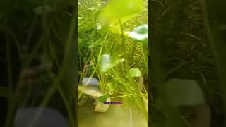 Full Moon Betta Fish Vs Half Moon Betta Fish  Fighter Fish  CareTips Roommates  CUTEPETS 2023 [upl. by Agiaf]