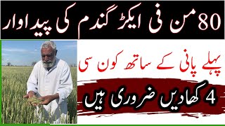 Wheat 1st irrigation fertilizer plan How to increase wheat productionگندم میں پہلے پانی کی کھادیں [upl. by Binette]