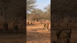 Pride of Lion on the moveMoved from the Chobe Game Lodge stretch wildlife [upl. by Ania]