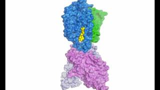 Structure of human Niemann–Pick C1 protein [upl. by Misa728]