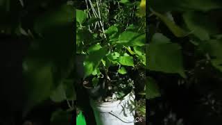 Bagad Billa mulberry plant fruiting ravatam kosamYouTube short videogardening [upl. by Ayama]